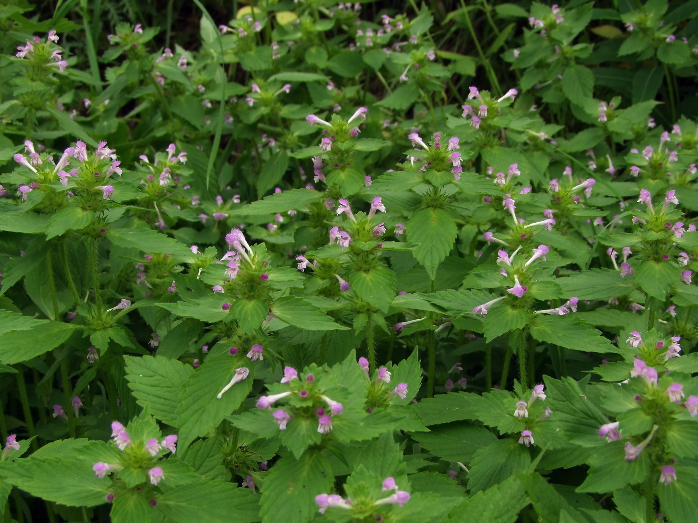 Изображение особи Galeopsis bifida.