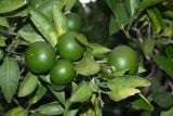 Citrus reticulata. Незрелые плоды и листья. Краснодарский край, г. Сочи, Центральный р-н, в культуре. 18.08.2018.