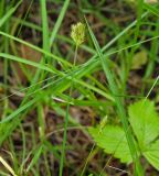 Carex leporina. Верхушки генеративных побегов. Московская обл., Раменский р-н, пос. Ильинский, на дачном участке на слабозадерненном песчанном участке. 05.07.2017.