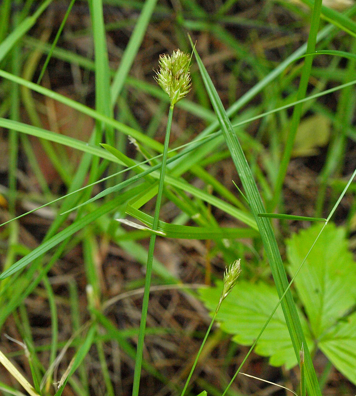 Изображение особи Carex leporina.