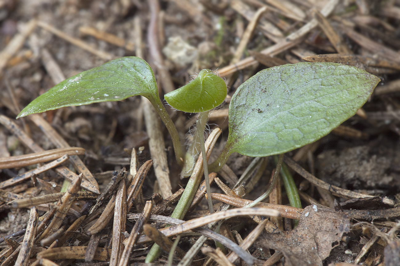 Изображение особи Asarum europaeum.