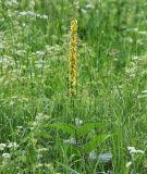 Verbascum nigrum
