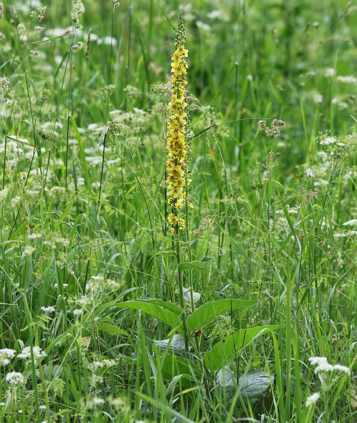 Image of Verbascum nigrum specimen.