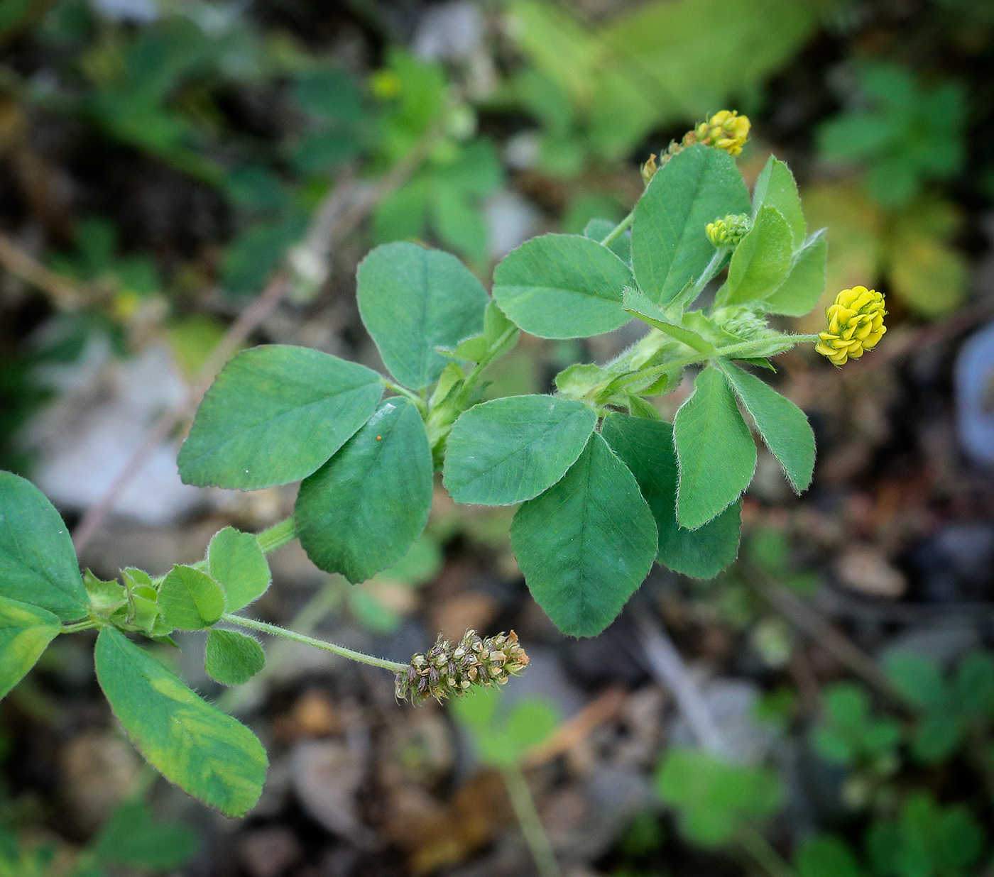 Image of Medicago lupulina specimen.