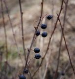 Cotoneaster melanocarpus. Веточка с плодами. Пермский край, Лысьвинский р-н, окр. с. Кын-завод, камень Гребешок, склон. 28.04.2018.