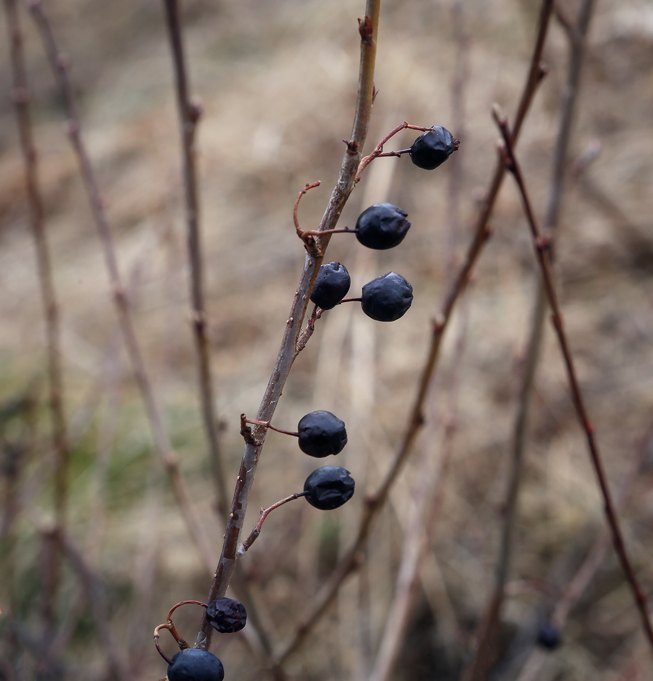 Image of Cotoneaster melanocarpus specimen.