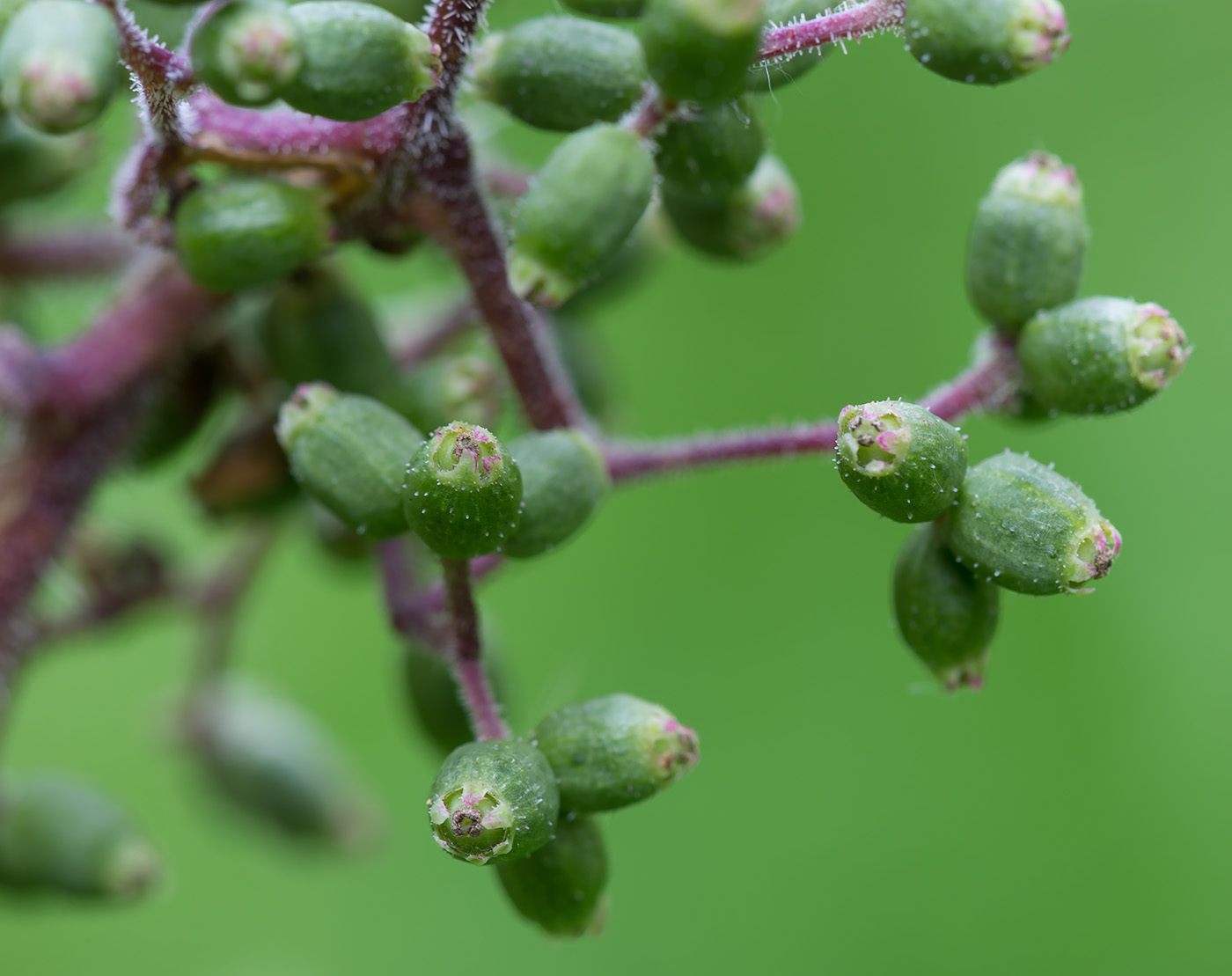 Image of Sambucus sibirica specimen.