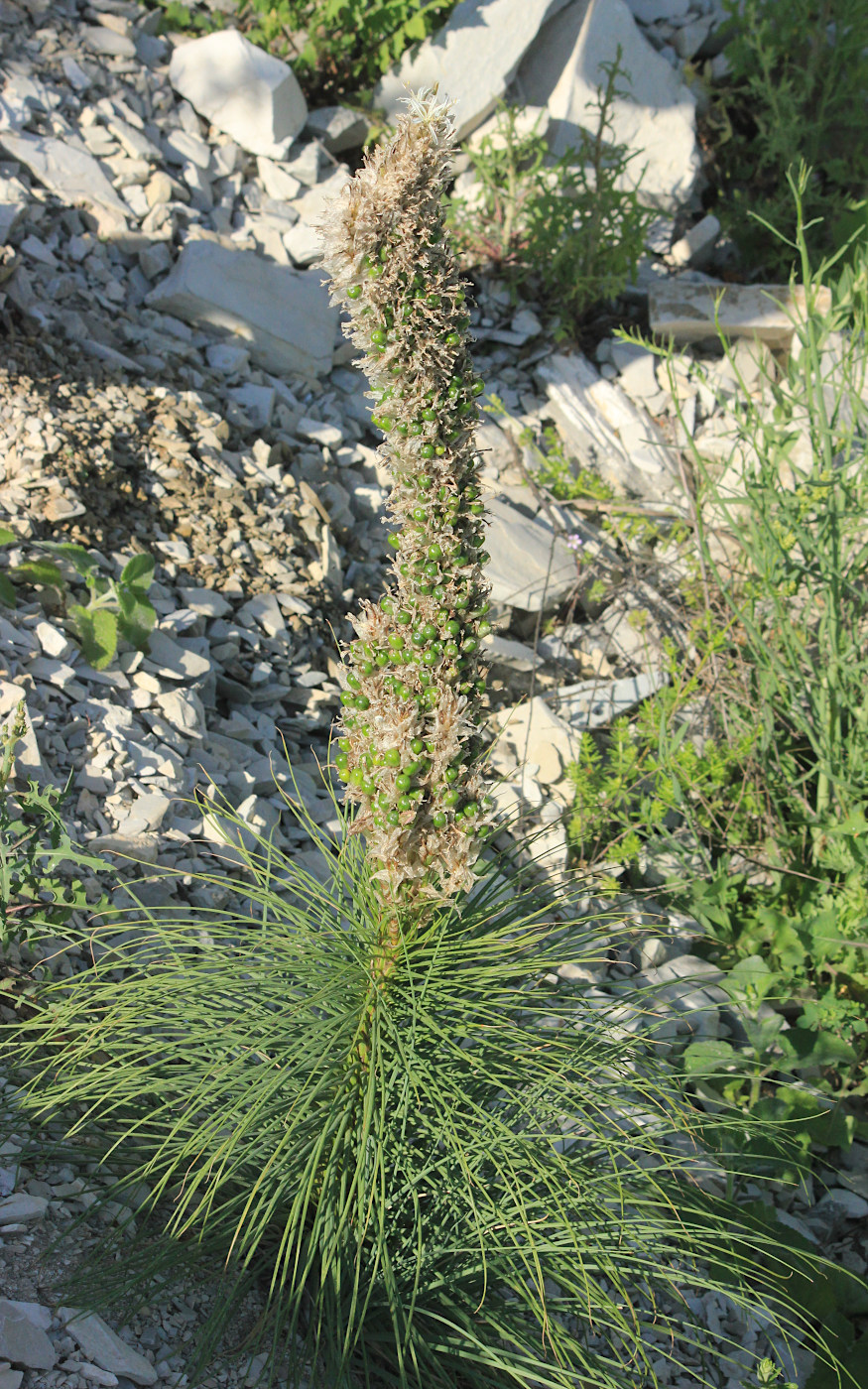 Изображение особи Asphodeline taurica.