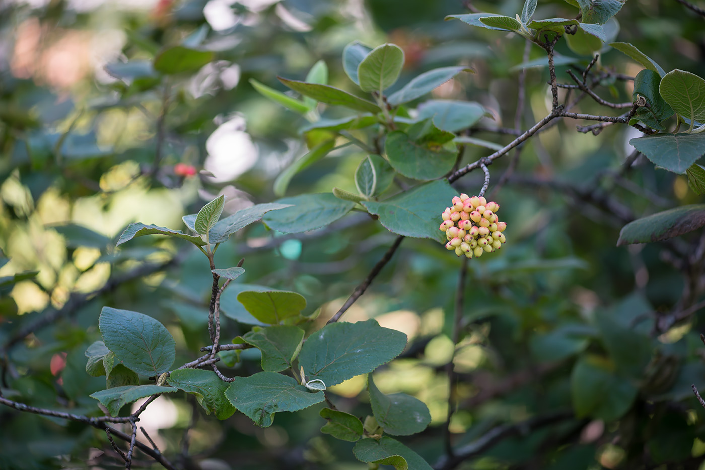 Image of Viburnum lantana specimen.