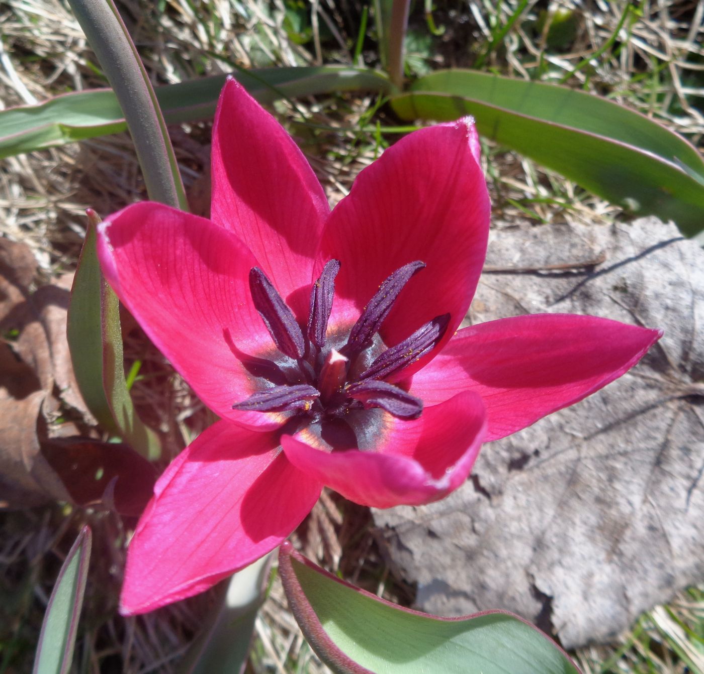 Изображение особи Tulipa humilis.