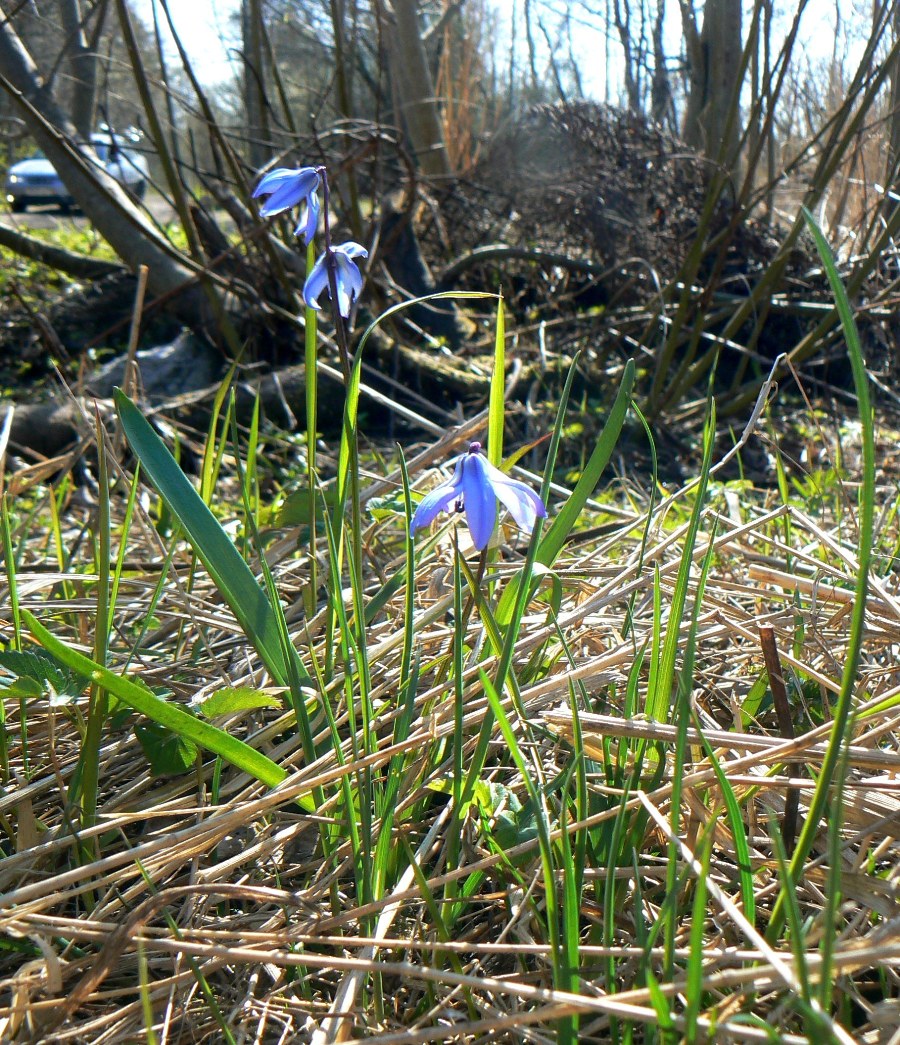 Изображение особи Scilla siberica.