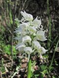 Orchis simia. Соцветие (белоцветковая форма). Дагестан, окр. г. Дербент, луговина. 23.04.2019.