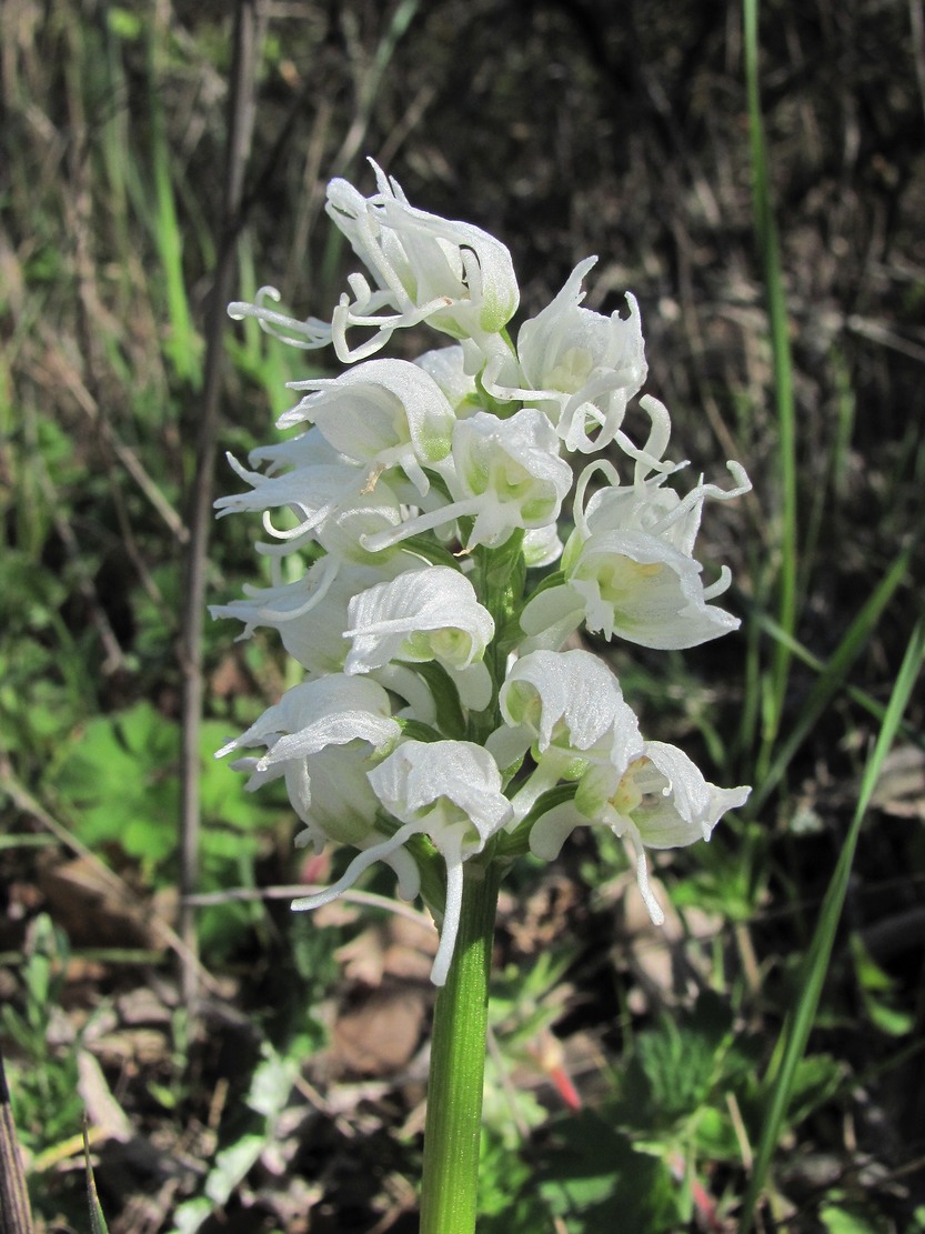 Image of Orchis simia specimen.