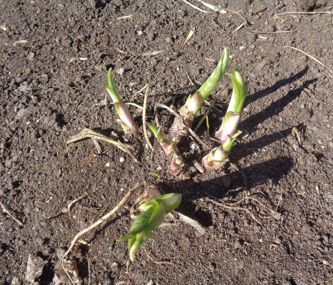 Image of Hosta albomarginata specimen.