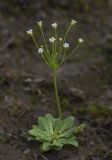 Androsace filiformis