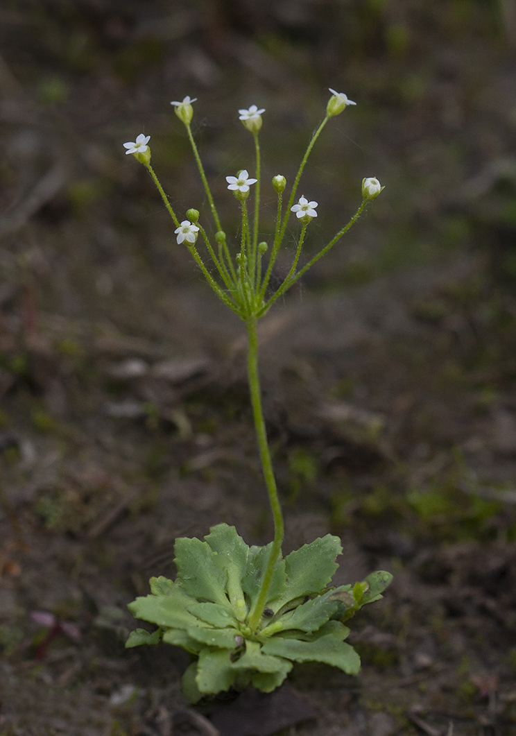 Изображение особи Androsace filiformis.