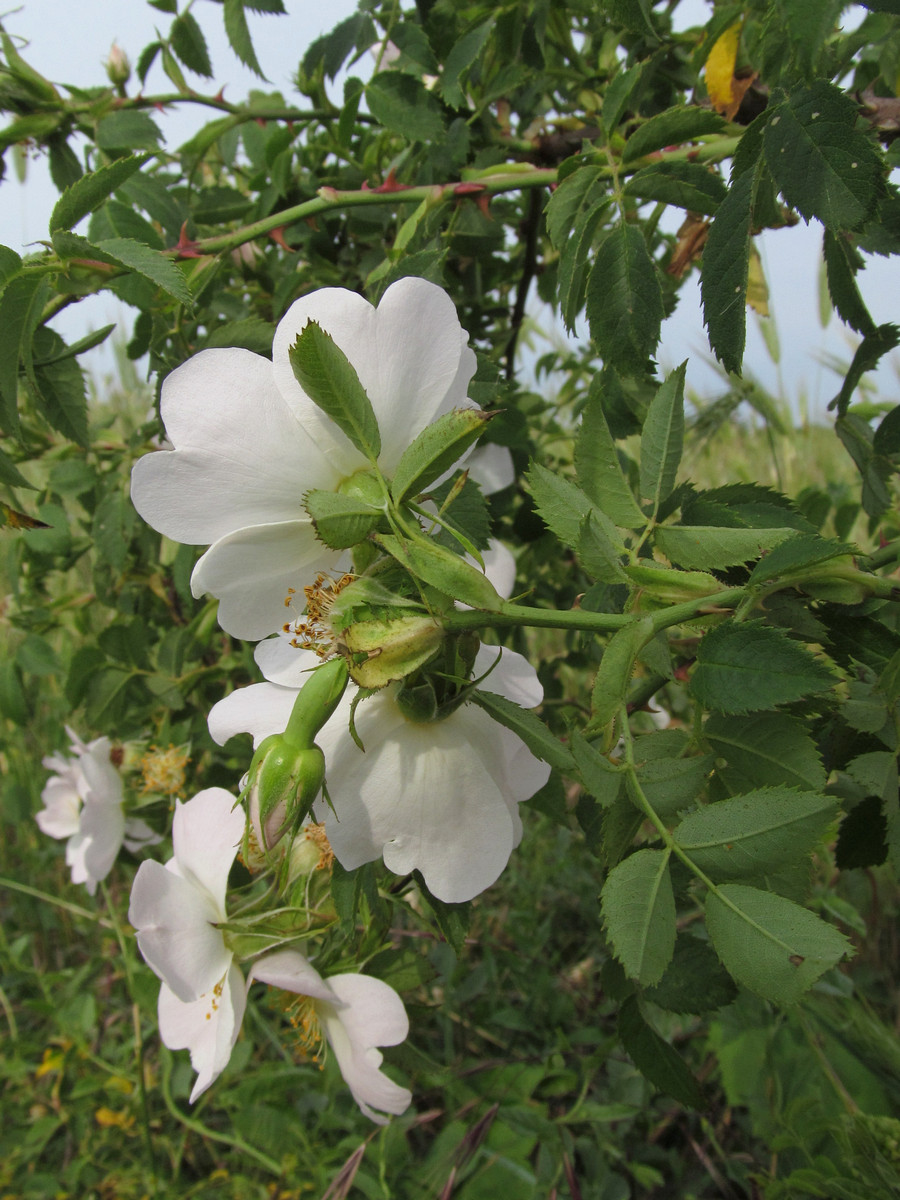 Image of Rosa marginata specimen.