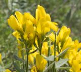 genus Genista