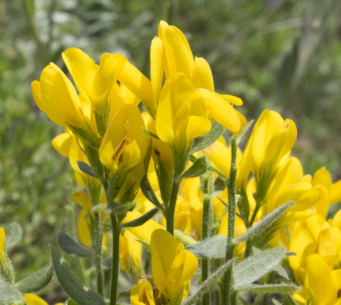 Image of genus Genista specimen.