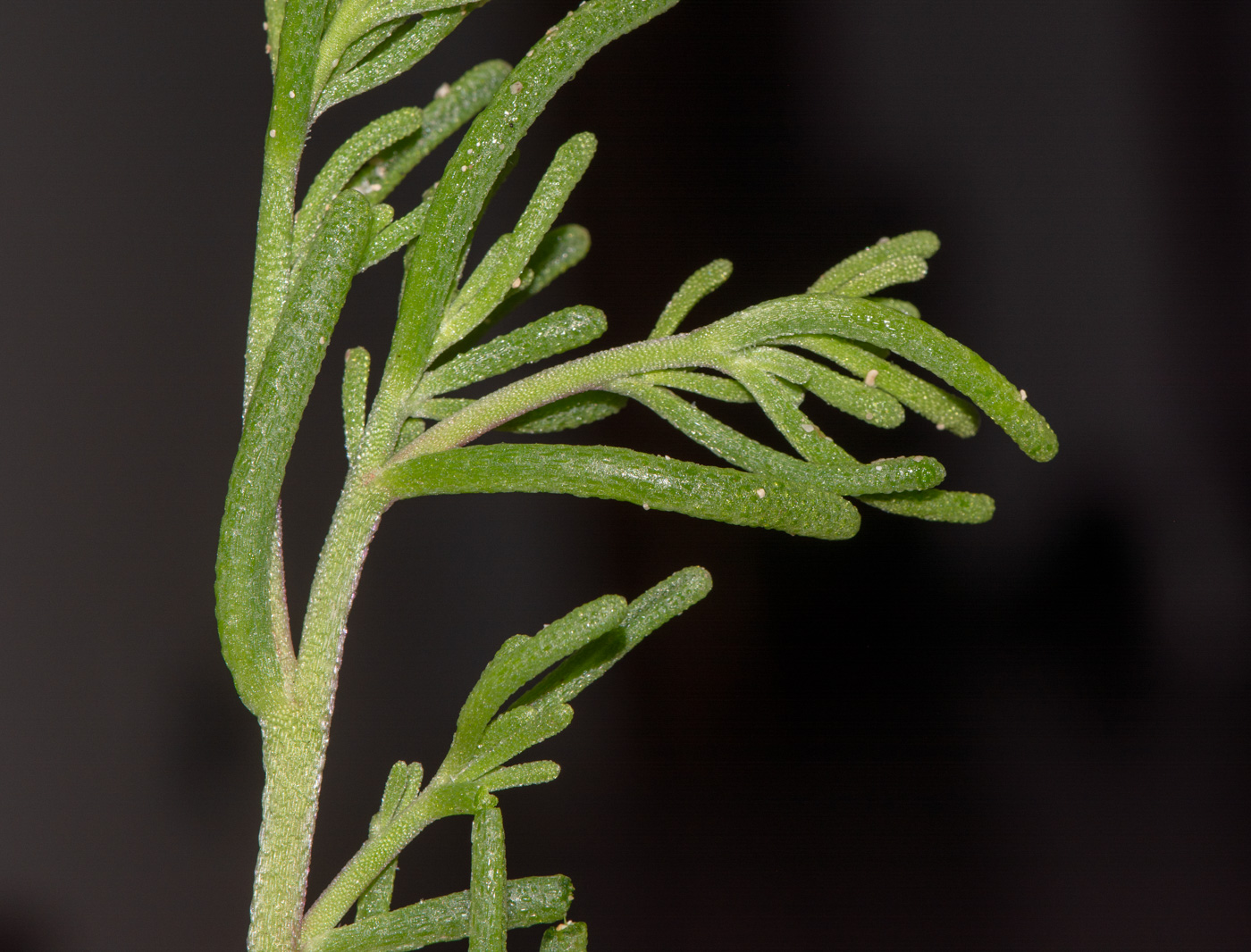 Image of Mesembryanthemum nodiflorum specimen.