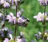 Phlomoides tuberosa. Соцветие с кормящимся шмелём. Казахстан, Восточно- Казахстанская обл., Уланский р-н, окр.с. Украинка, луг. 09.07.2008.