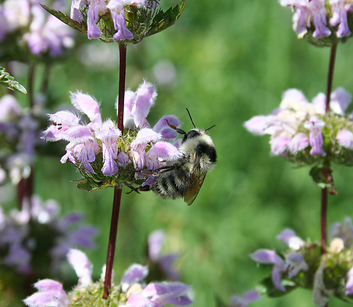 Изображение особи Phlomoides tuberosa.