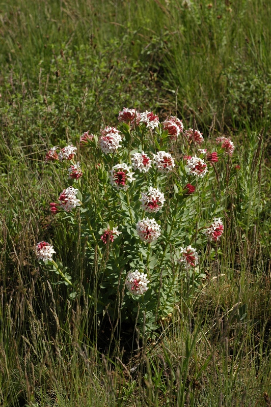 Изображение особи Stelleropsis tianschanica.