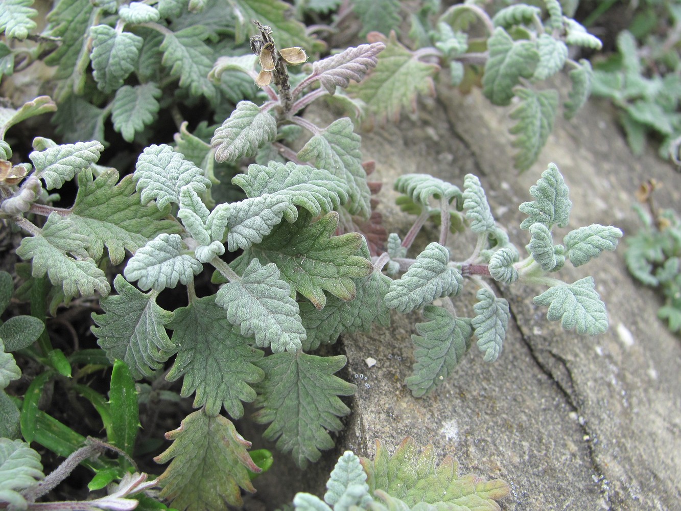 Image of Scutellaria novorossica specimen.