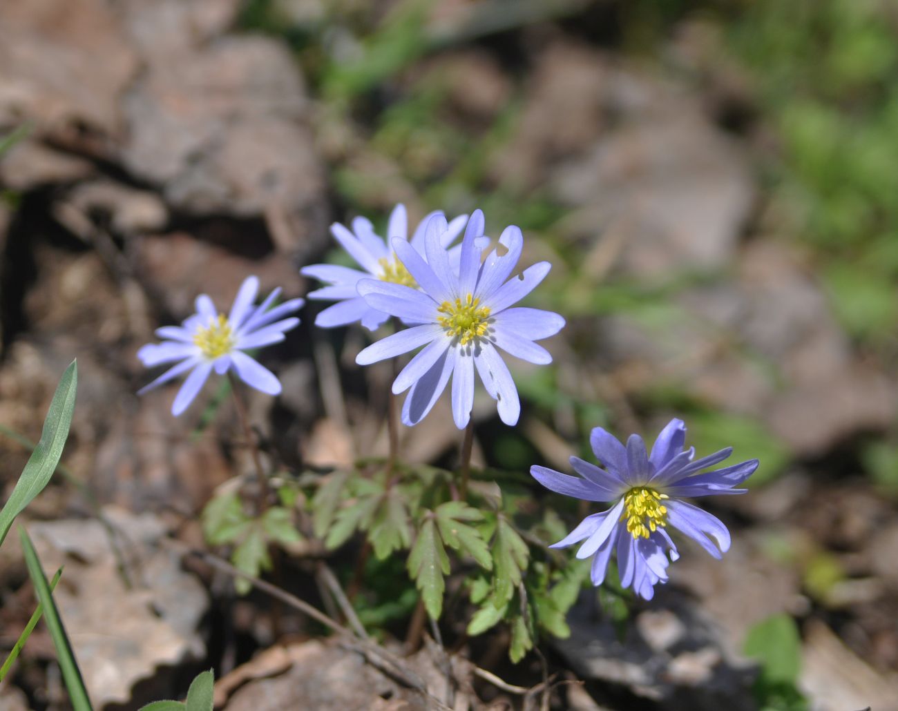 Image of Anemone caucasica specimen.