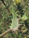Carthamus lanatus