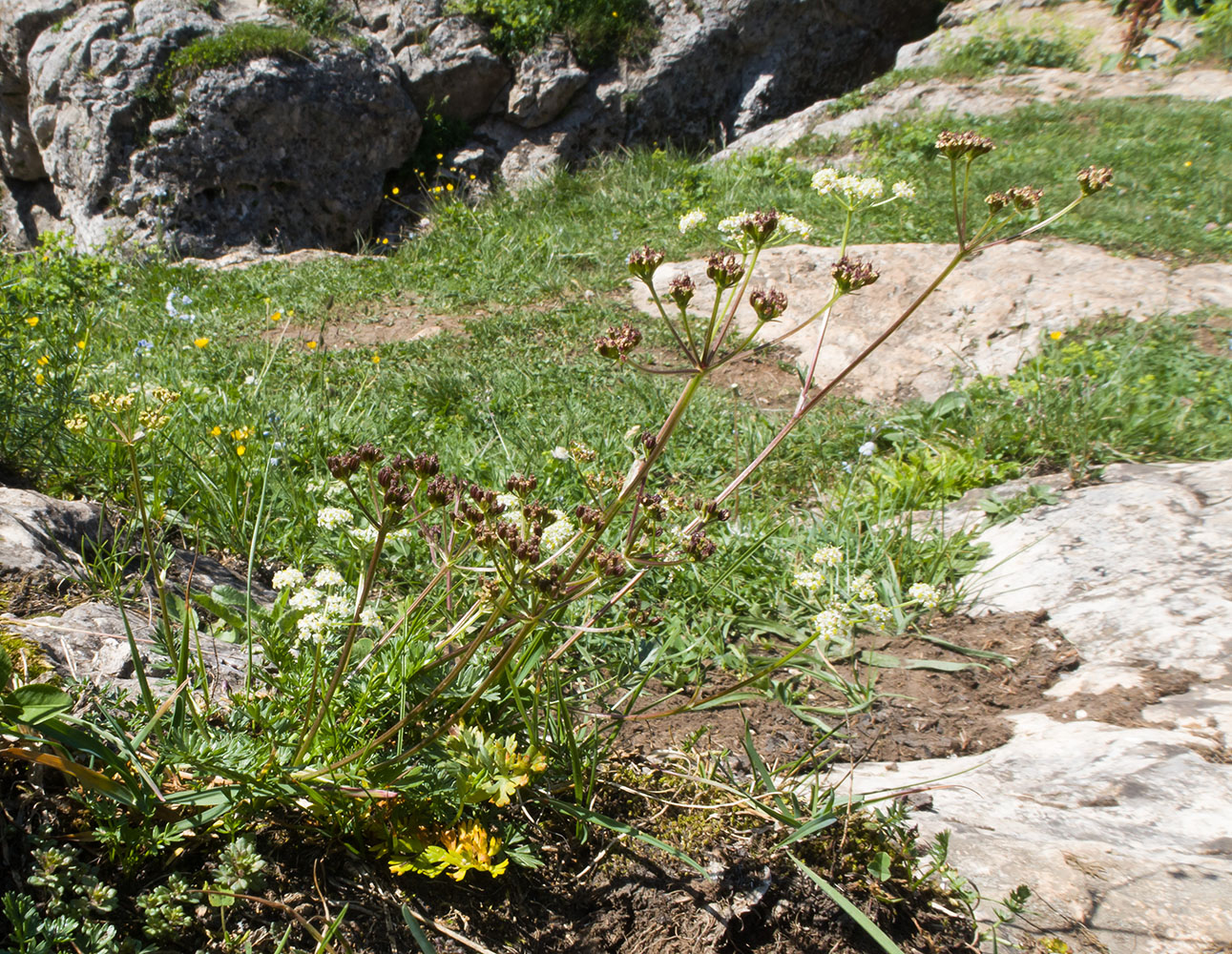 Image of Carum caucasicum specimen.