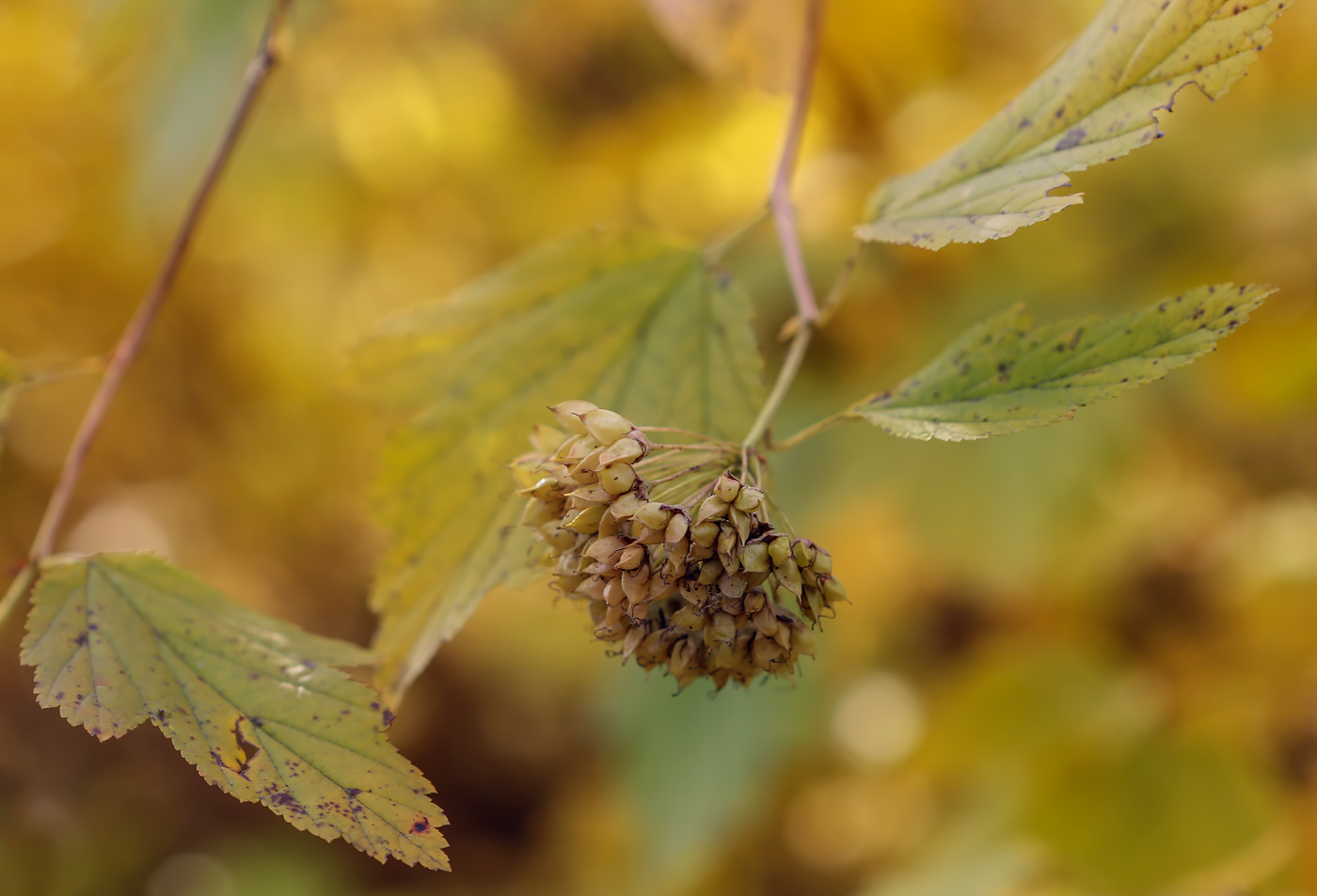 Image of Physocarpus opulifolius specimen.