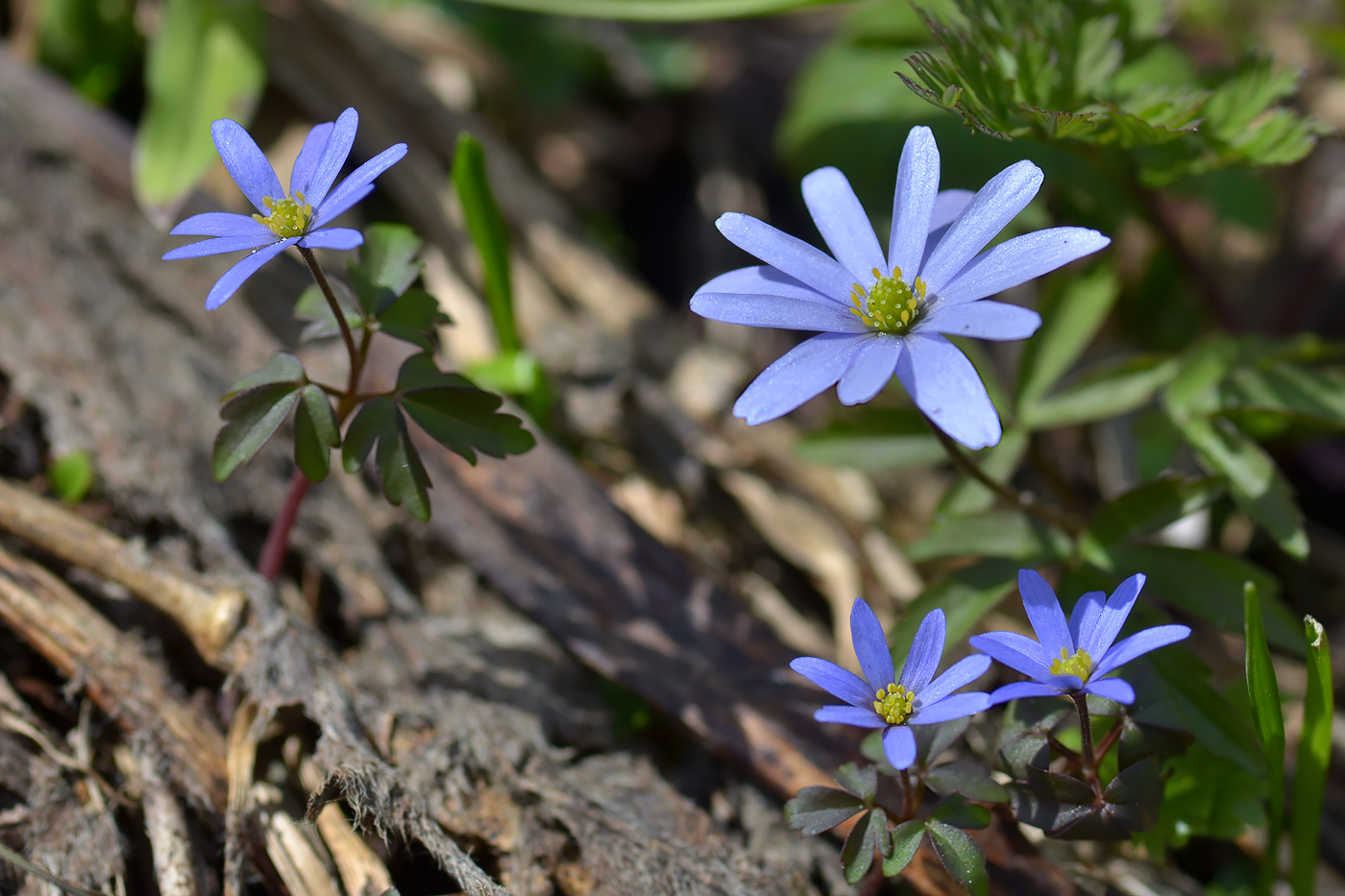 Изображение особи Anemone caucasica.