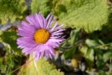 Erigeron venustus. Cоцветие. Карачаево-Черкесия, Урупский р-н, гора Дженту, 2650 м н.у.м., альпийский луг. 13.08.2017.