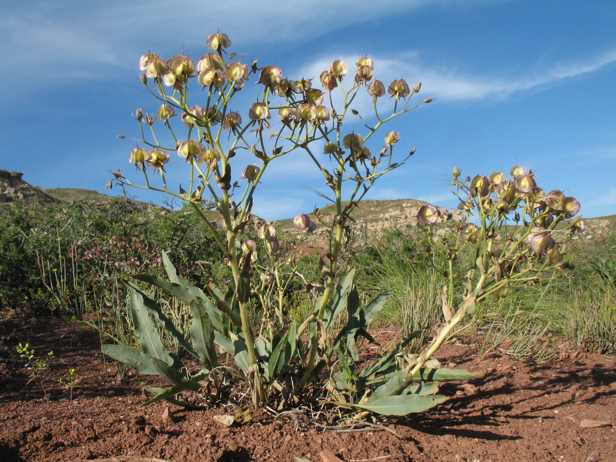 Image of Rindera tetraspis specimen.
