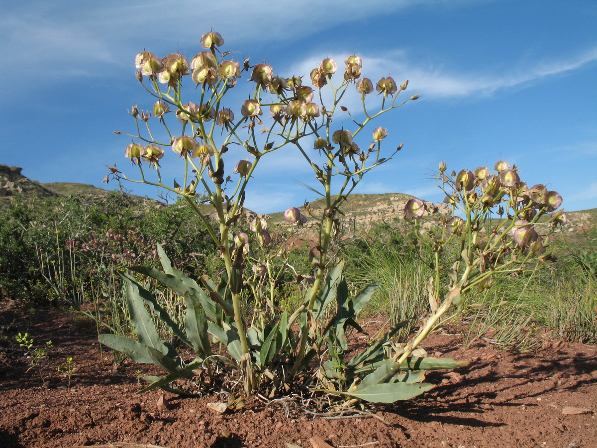 Изображение особи Rindera tetraspis.