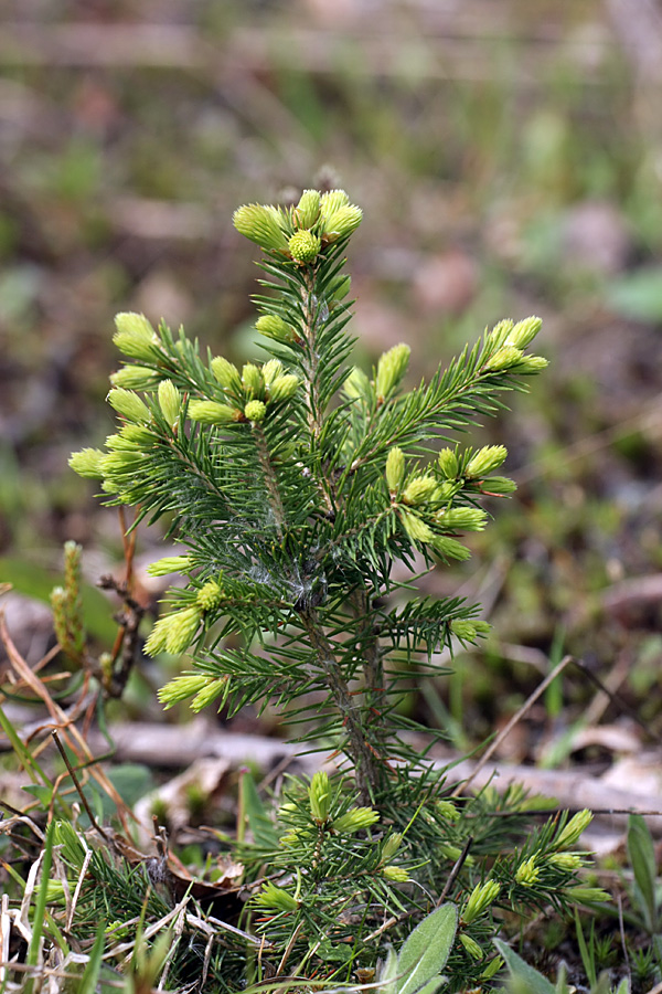 Изображение особи Picea abies.