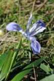 Iris douglasiana