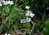Cerastium arvense. Соцветие. Алтай, Кош-Агачский р-н, долина р. Верхняя Карасу, ≈ 1100 м н.у.м., опушка березняка. 22.06.2019.