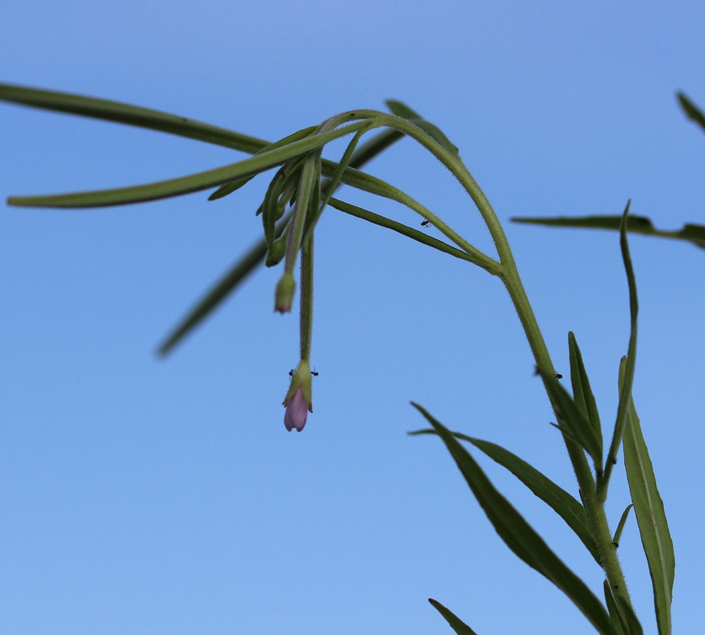 Image of Epilobium palustre specimen.