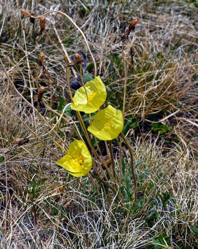 Image of genus Papaver specimen.