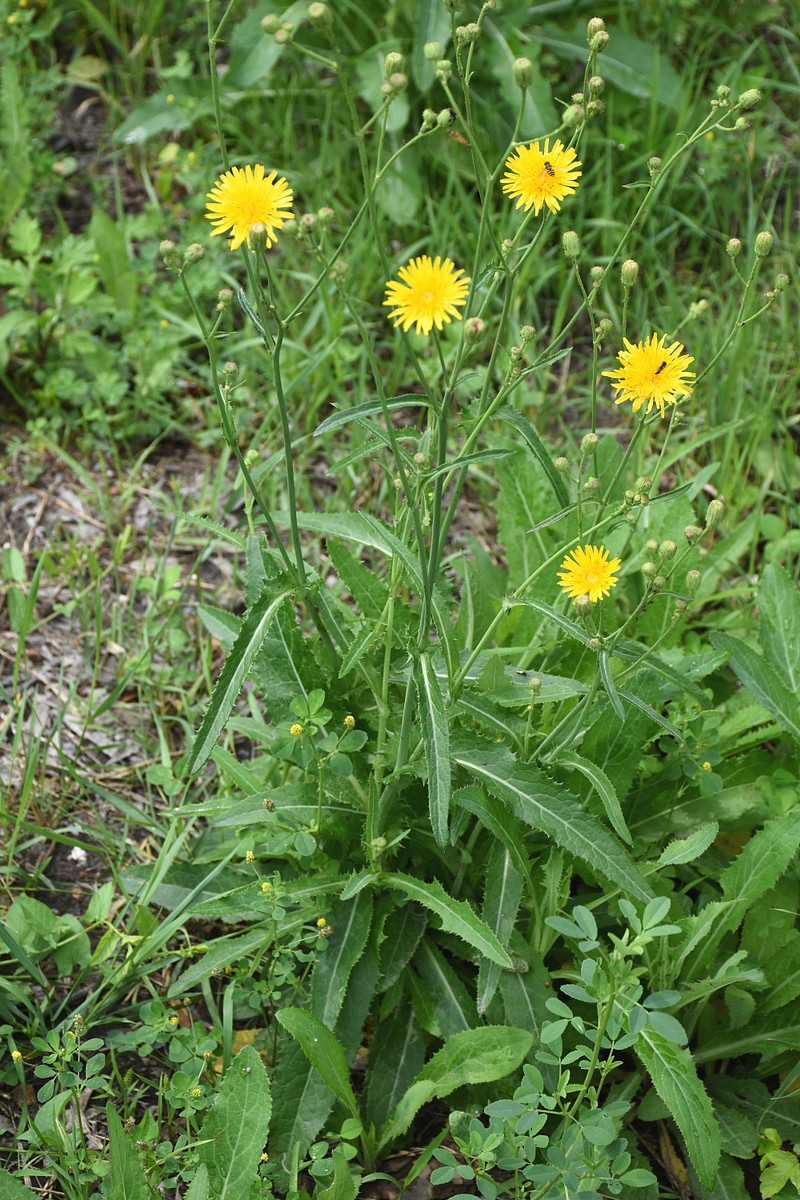 Изображение особи Sonchus arvensis.