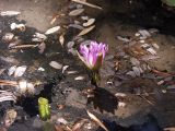 Nymphaea violacea. Раскрывающийся цветок, часть молодого листа. Австралия, северо-западный Квинсленд, национальный парк Boodjamulla (Lawn Hill), маленькое болотце возле р. Lawn Hill; конец сухого сезона (сезон gurreng). 13.10.2009.