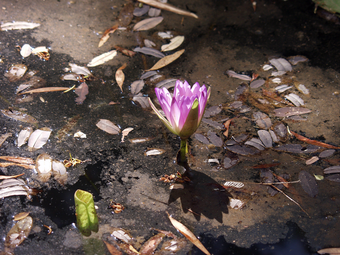 Image of Nymphaea violacea specimen.