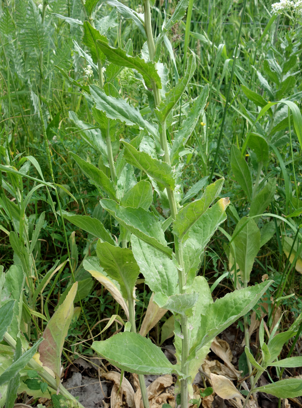 Image of Cardaria repens specimen.