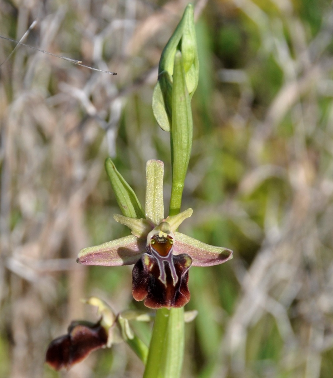 Изображение особи Ophrys mammosa.