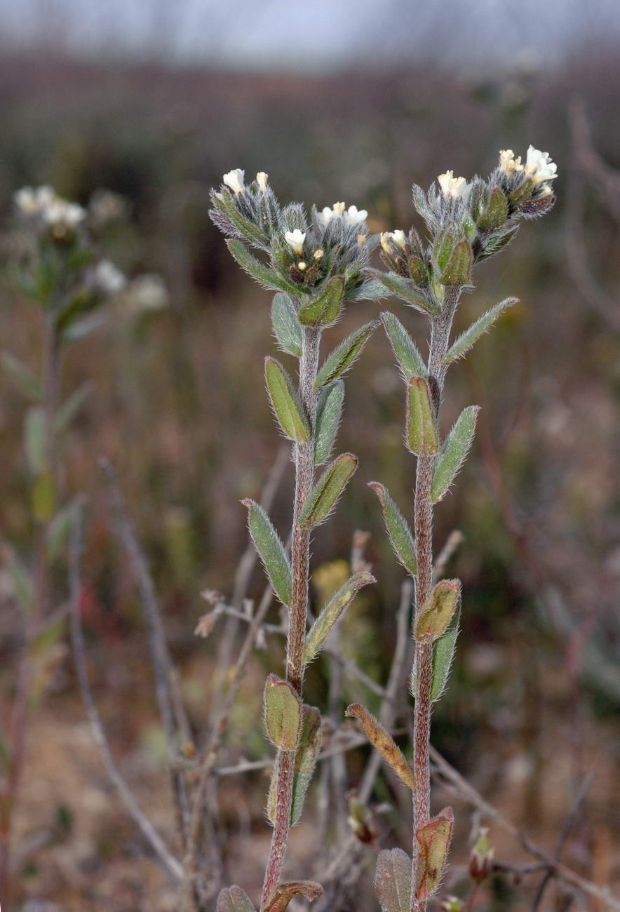 Image of Buglossoides arvensis specimen.