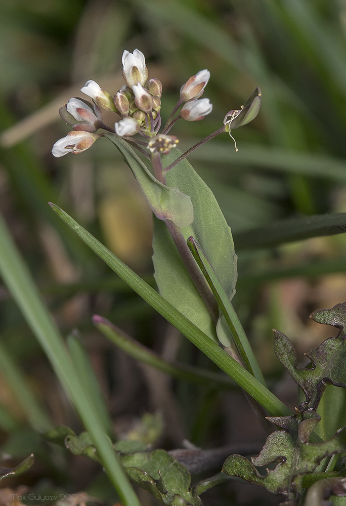 Image of Microthlaspi perfoliatum specimen.