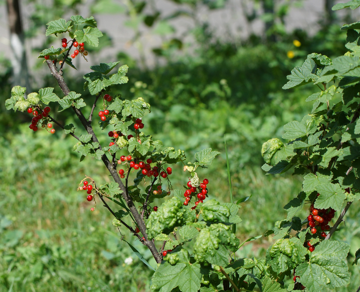 Изображение особи Ribes rubrum.