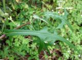 Lactuca indica. Лист. Приморский край, г. Артем, р-н Артемовской ТЭЦ, берег озера Лотосов. 31.08.2019.